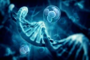 Wharton’s Jelly Mesenchymal Stem Cells